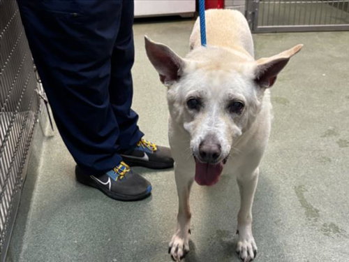 DUDE, an adoptable Queensland Heeler in Santa Fe, NM