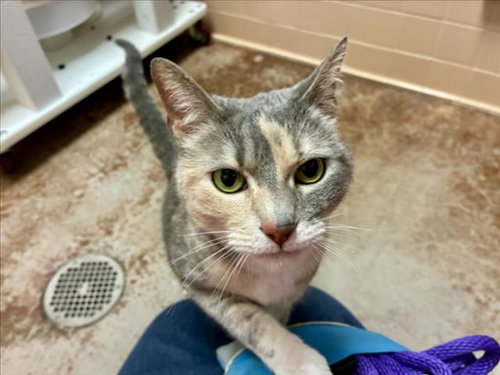 MANDY, an adoptable Domestic Short Hair in Santa Fe, NM