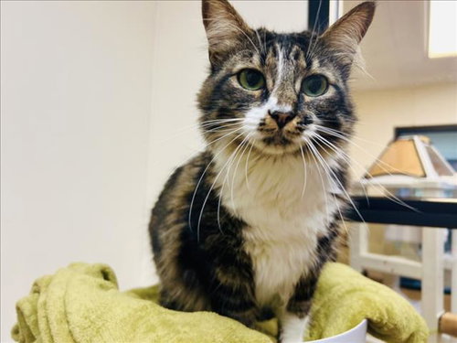 STELLA, an adoptable Domestic Long Hair in Santa Fe, NM