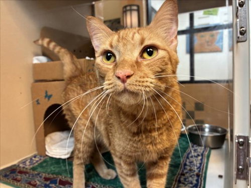 BUSTER, an adoptable Domestic Short Hair in Santa Fe, NM