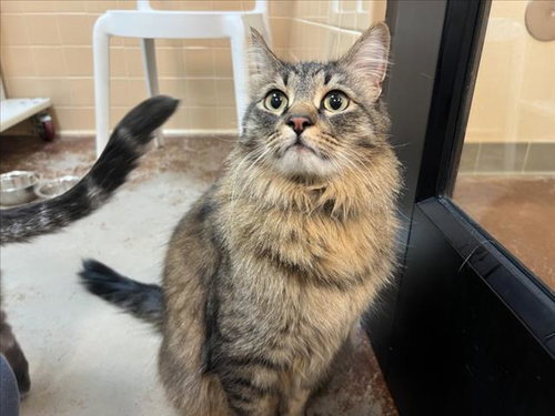 OLLIE, an adoptable Domestic Medium Hair in Santa Fe, NM