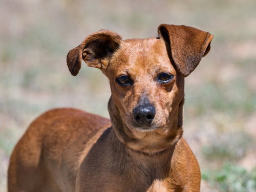 SLINKY, an adoptable Dachshund in Santa Fe, NM