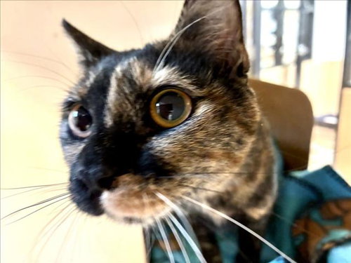 LUNA, an adoptable Domestic Short Hair in Santa Fe, NM