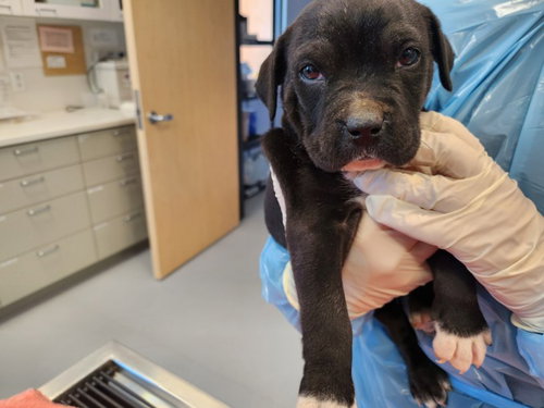 RUGER, an adoptable American Pit Bull Terrier in Santa Fe, NM