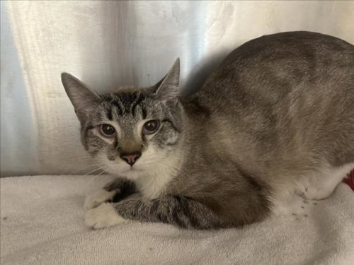 BUTTERS, an adoptable Siamese in Santa Fe, NM
