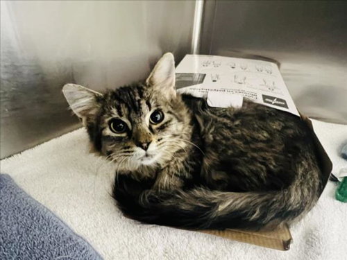 FEDORA, an adoptable Domestic Short Hair in Santa Fe, NM
