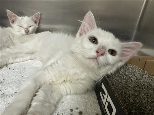 FROSTY, an adoptable Domestic Short Hair in Santa Fe, NM