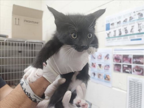 SASSY, an adoptable Domestic Short Hair in Santa Fe, NM