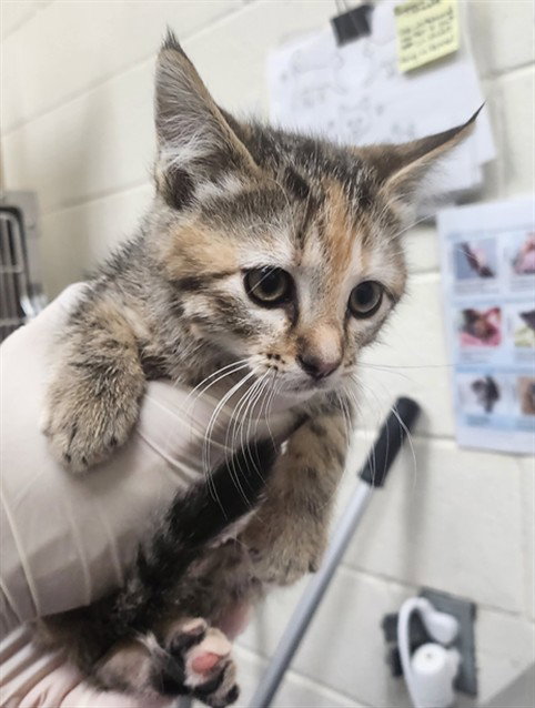 BONITA, an adoptable Domestic Short Hair in Santa Fe, NM