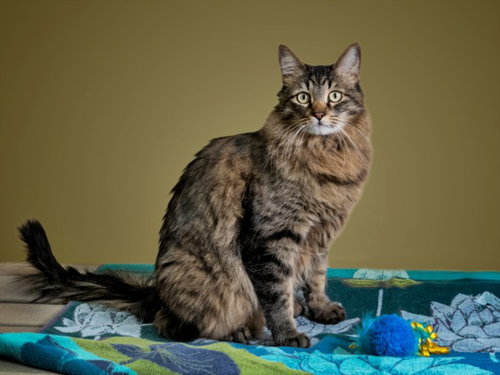 OLLIE, Adult Domestic Medium Hair (long coat), cat for adoption in Rio Rancho, New Mexico