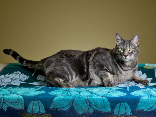 WESLEY, Adult Domestic Short Hair (short coat), cat for adoption in Rio Rancho, New Mexico