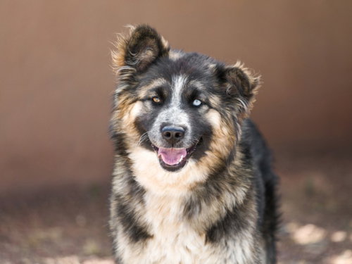 LUNA, an adoptable Husky in Santa Fe, NM