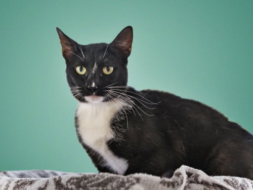 AVELINE, an adoptable Domestic Short Hair in Santa Fe, NM