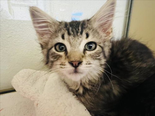 MISTY, Baby Domestic Medium Hair (long coat), cat for adoption in Santa Fe, New Mexico