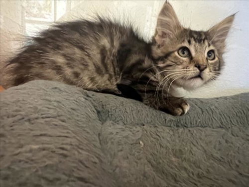 ZARA, Baby Domestic Medium Hair (long coat), cat for adoption in Santa Fe, New Mexico