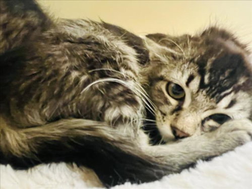 NIXIE, Baby Domestic Short Hair (long coat), cat for adoption in Santa Fe, New Mexico
