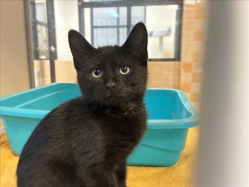 BLAZE, Baby Domestic Medium Hair (medium coat), cat for adoption in Santa Fe, New Mexico