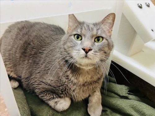 ELVIS, Senior Domestic Medium Hair (medium coat), cat for adoption in Santa Fe, New Mexico