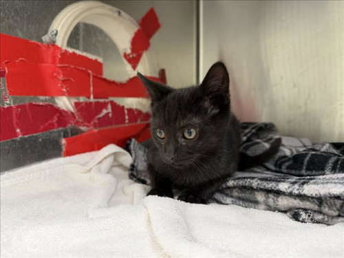 MAVERICK, Baby Domestic Short Hair (short coat), cat for adoption in Santa Fe, New Mexico