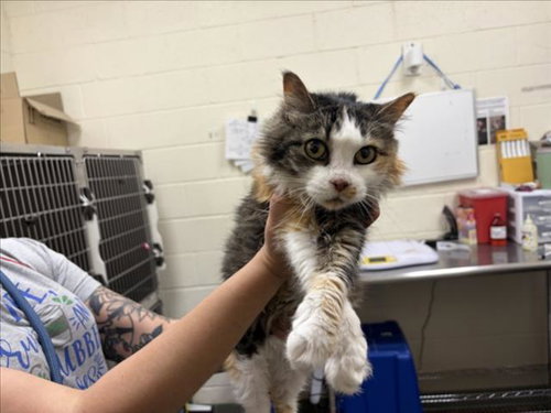 FRIDA, an adoptable Domestic Long Hair in Santa Fe, NM