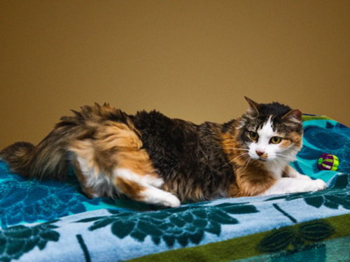 FRIDA, an adoptable Domestic Long Hair in Santa Fe, NM