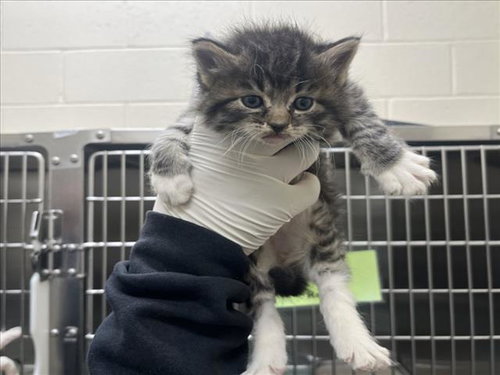 BEACH BALL, Baby Domestic Medium Hair (long coat), cat for adoption in Santa Fe, New Mexico