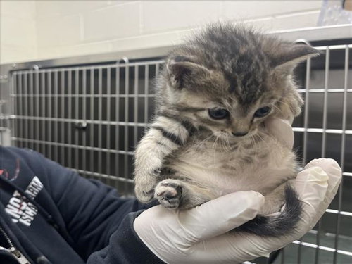 CANDI, Baby Domestic Medium Hair (medium coat), cat for adoption in Santa Fe, New Mexico