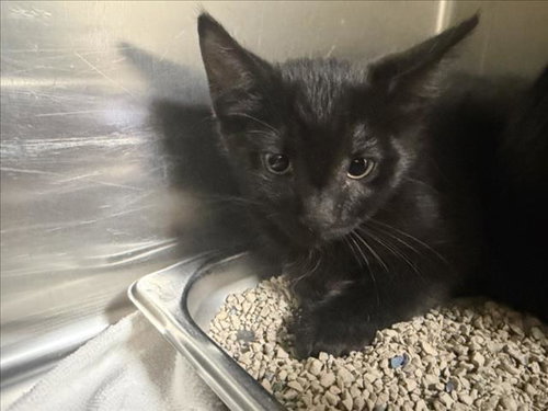 JOHNNY, Baby Domestic Short Hair (short coat), cat for adoption in Santa Fe, New Mexico