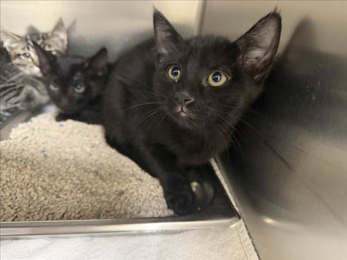 BETH, Baby Domestic Short Hair (short coat), cat for adoption in Santa Fe, New Mexico