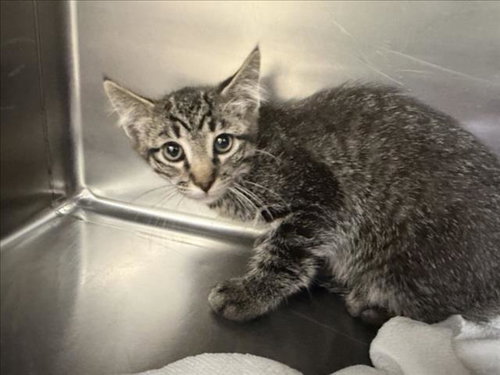 KIMMIE, Baby Domestic Short Hair (short coat), cat for adoption in Santa Fe, New Mexico