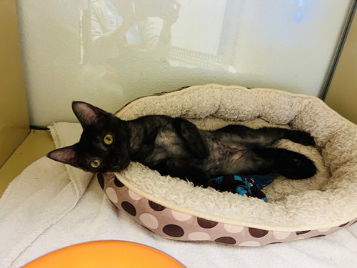 ESPIE, an adoptable Domestic Short Hair in Santa Fe, NM