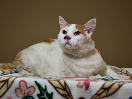 FLUFFLES, an adoptable Domestic Short Hair in Santa Fe, NM