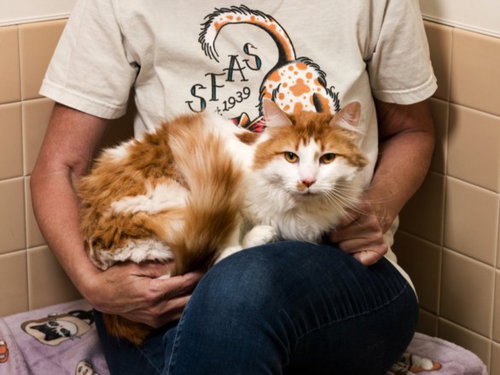 LEO, an adoptable Domestic Long Hair in Santa Fe, NM