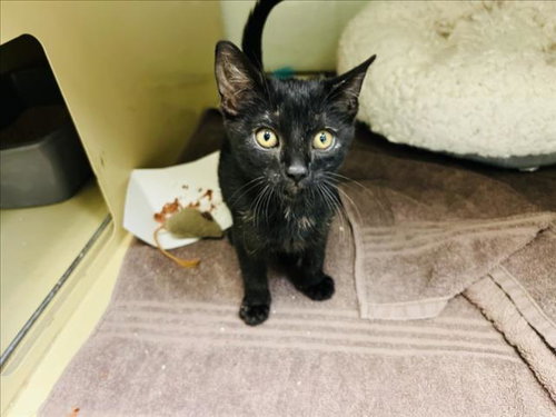 SAVANNAH, an adoptable Domestic Short Hair in Santa Fe, NM