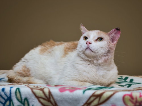 JUNIOR, an adoptable Domestic Short Hair in Santa Fe, NM