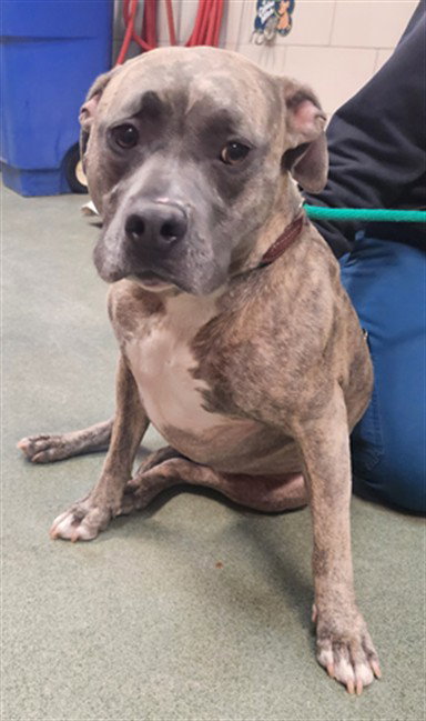 RAZZY, an adoptable Staffordshire Bull Terrier in Santa Fe, NM