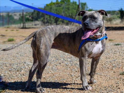 picture of the dog needing adoption