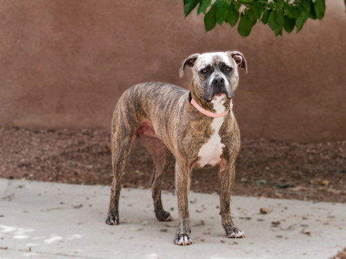 picture of the dog needing adoption