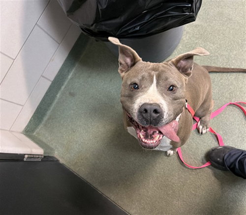 MISSY, an adoptable American Pit Bull Terrier in Santa Fe, NM