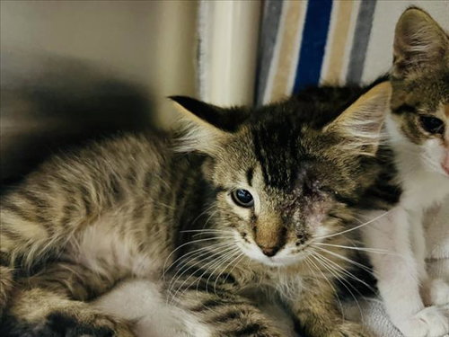 NICK FURRY, an adoptable Domestic Short Hair in Santa Fe, NM