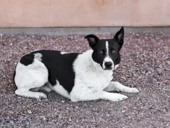Unknown - Queensland Heeler