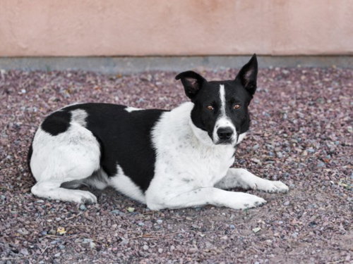 picture of the dog needing adoption
