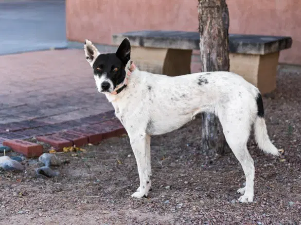 Chica - Queensland Heeler
