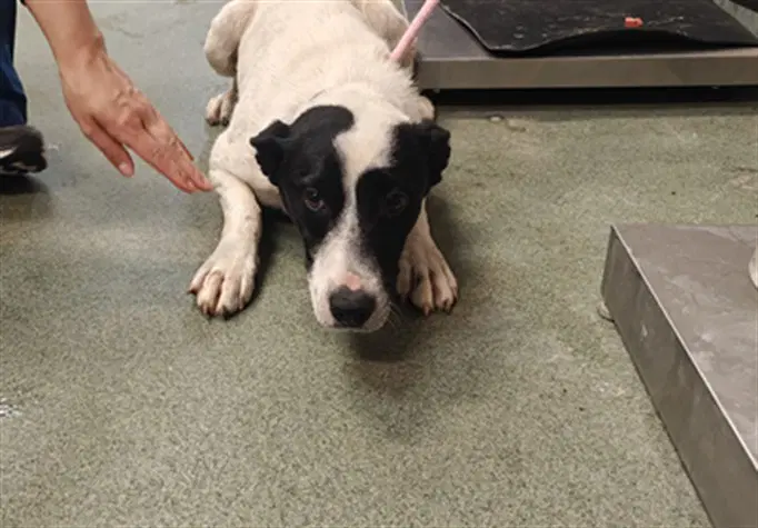 Unknown - Queensland Heeler