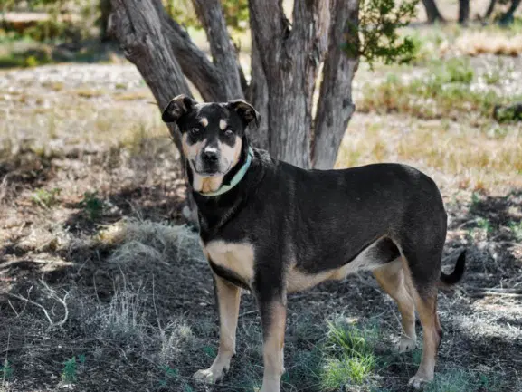 Chloe - Rottweiler