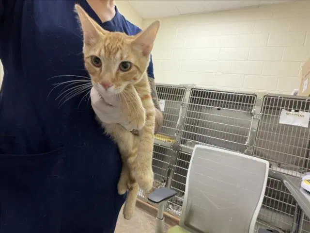 Fanta - Domestic Short Hair