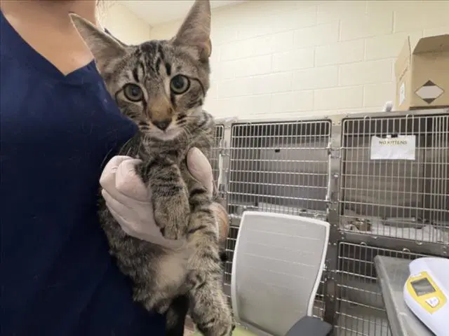 Charlie - Domestic Short Hair