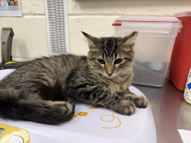 Unknown - Domestic Medium Hair