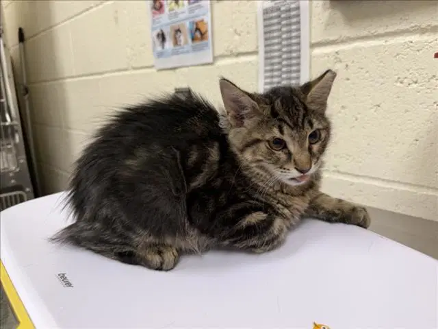Unknown - Domestic Medium Hair