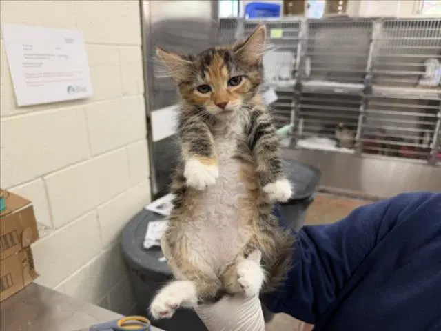 Rumi - Domestic Short Hair